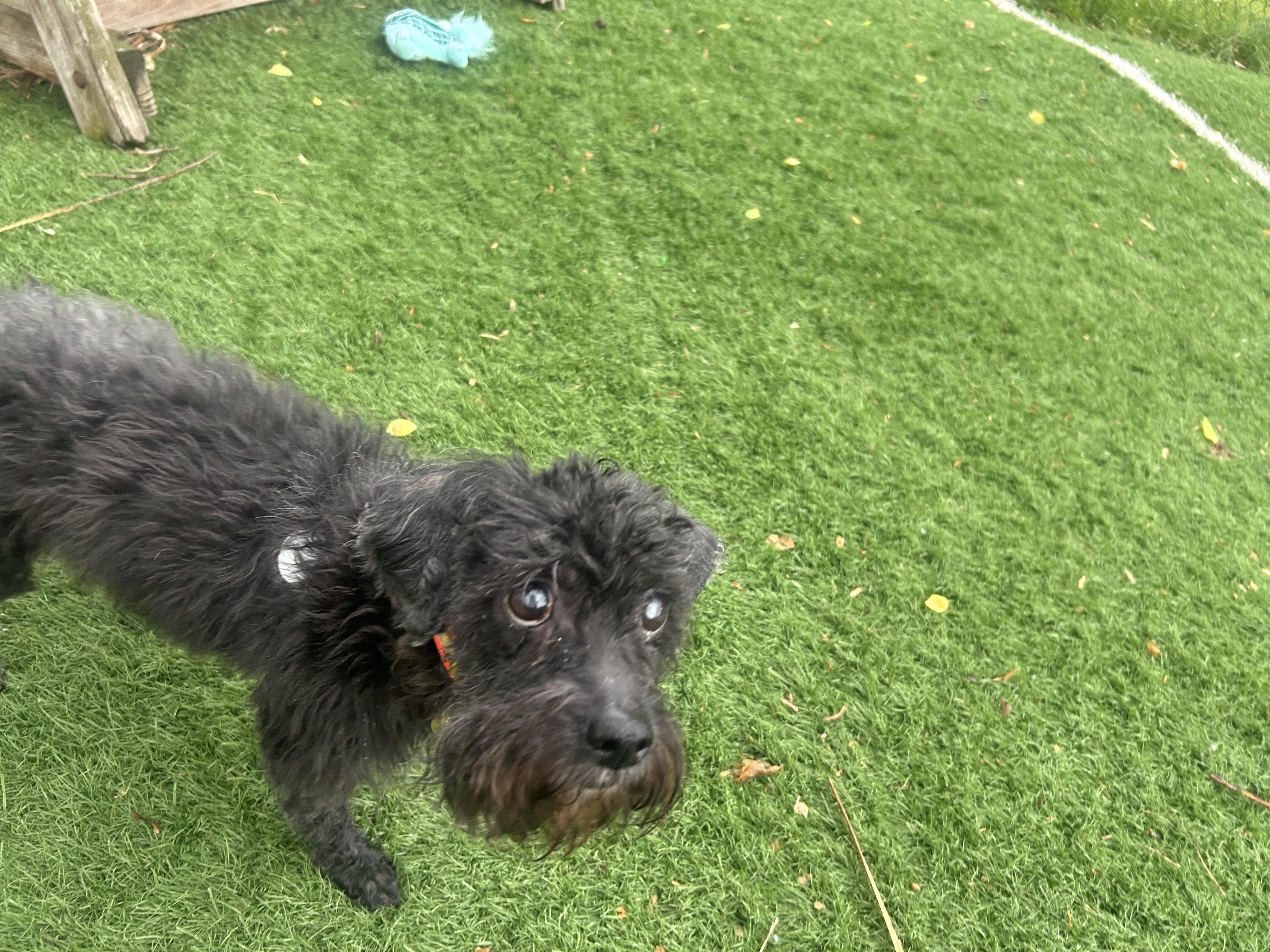 Maya-DIABETIC, a ADOPTABLE mixed breed in Oak Ridge, NJ image 4/5