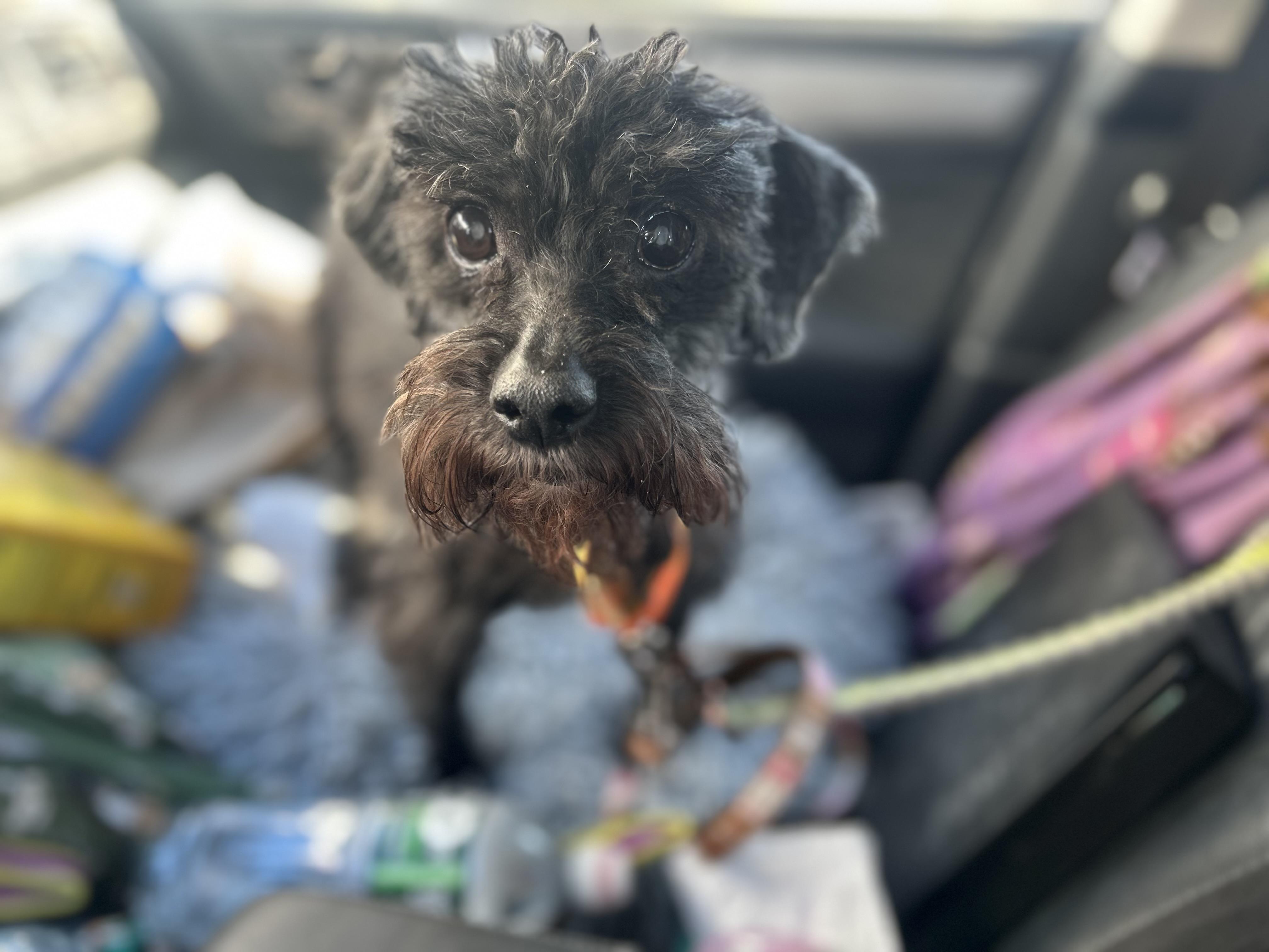 Maya-DIABETIC, a ADOPTABLE mixed breed in Oak Ridge, NJ image 1/5