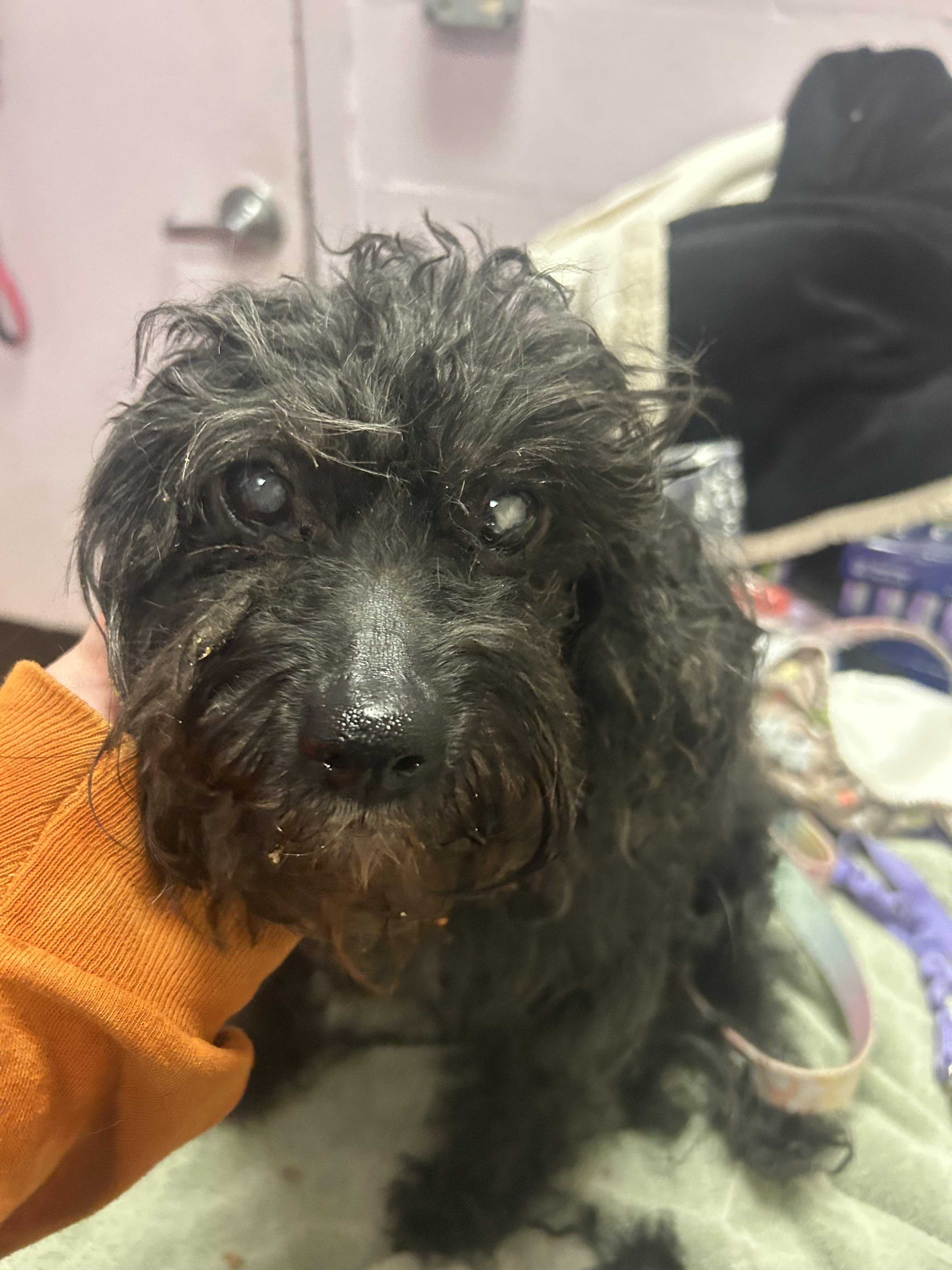 Maya-DIABETIC, a ADOPTABLE mixed breed in Oak Ridge, NJ image 2/5