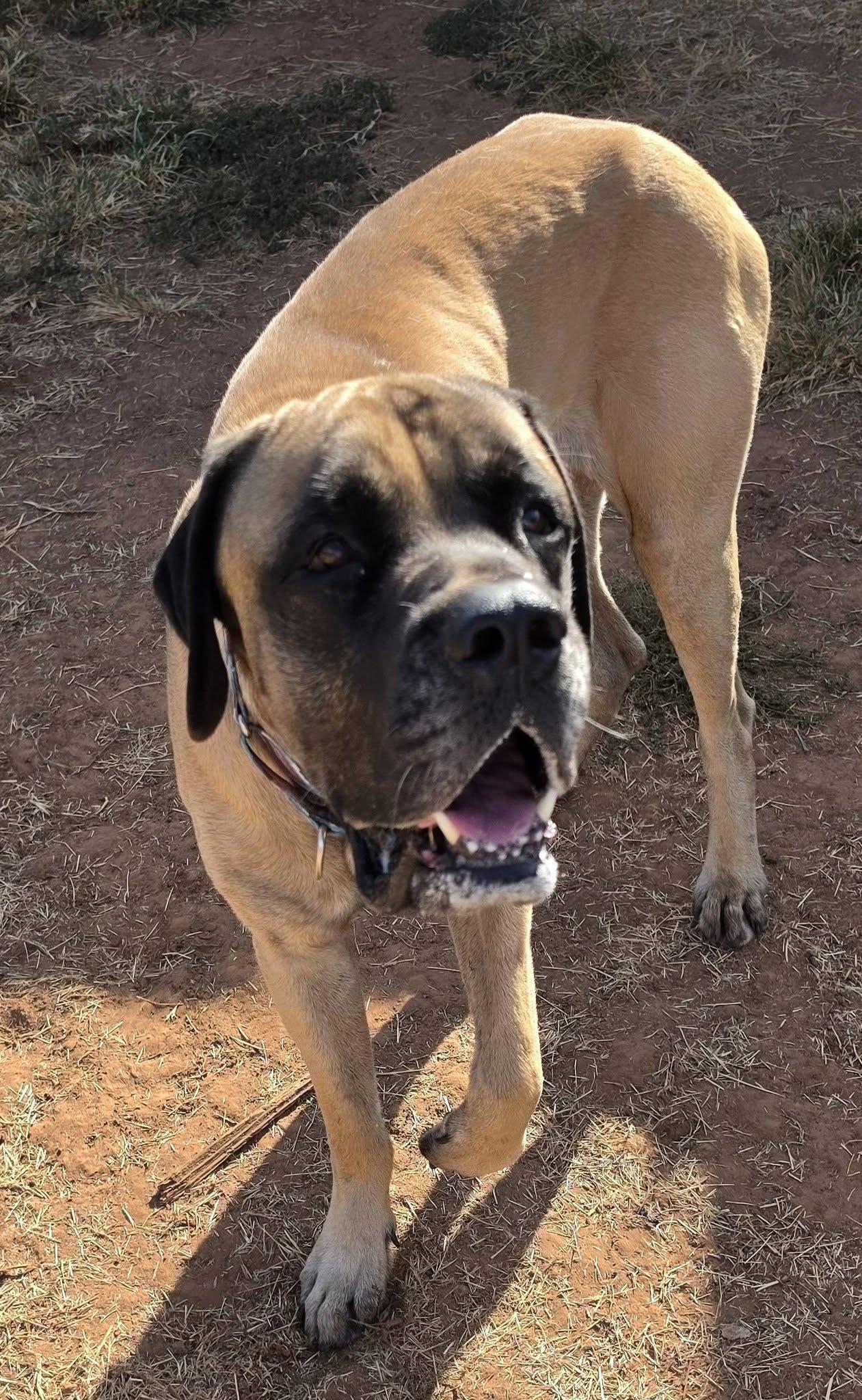 Gus, Adoptable, Adult Male Mastiff.