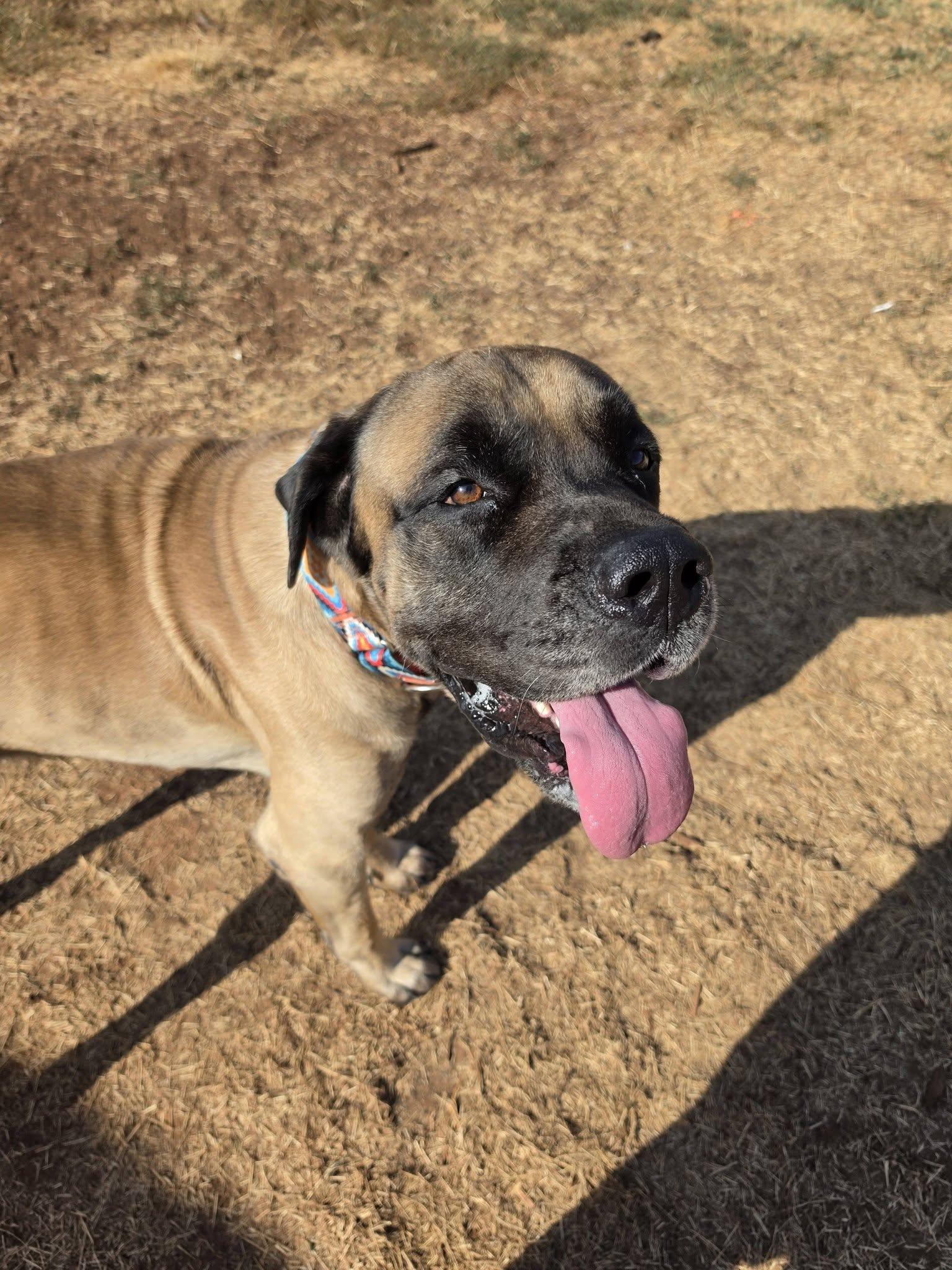Enlarge Gus, a Adoptable Mastiff in Oklahoma City, OK image 2/2