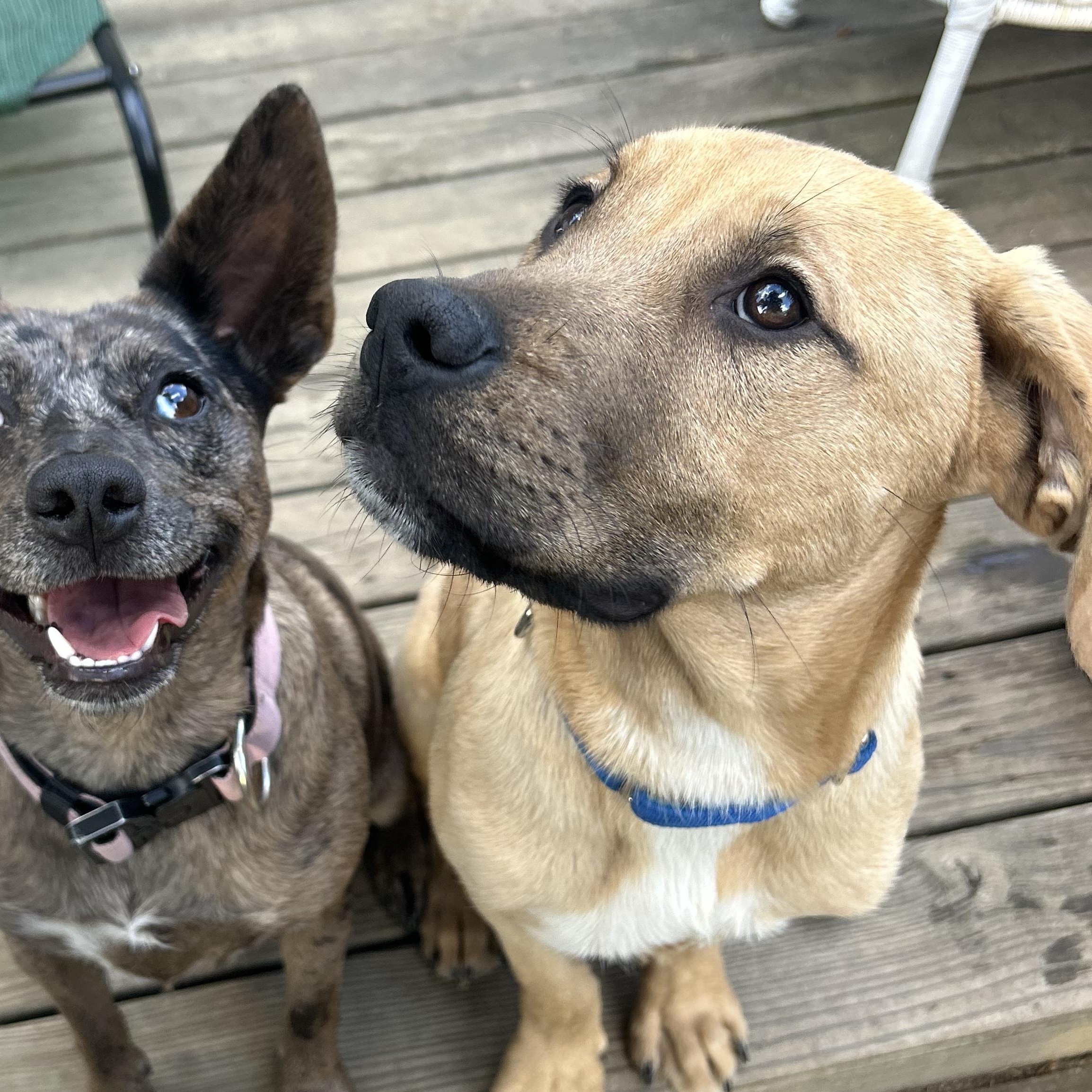 Enlarge Sergeant Pepper, an adoptable mixed breed in Richmond, VA image 4/6