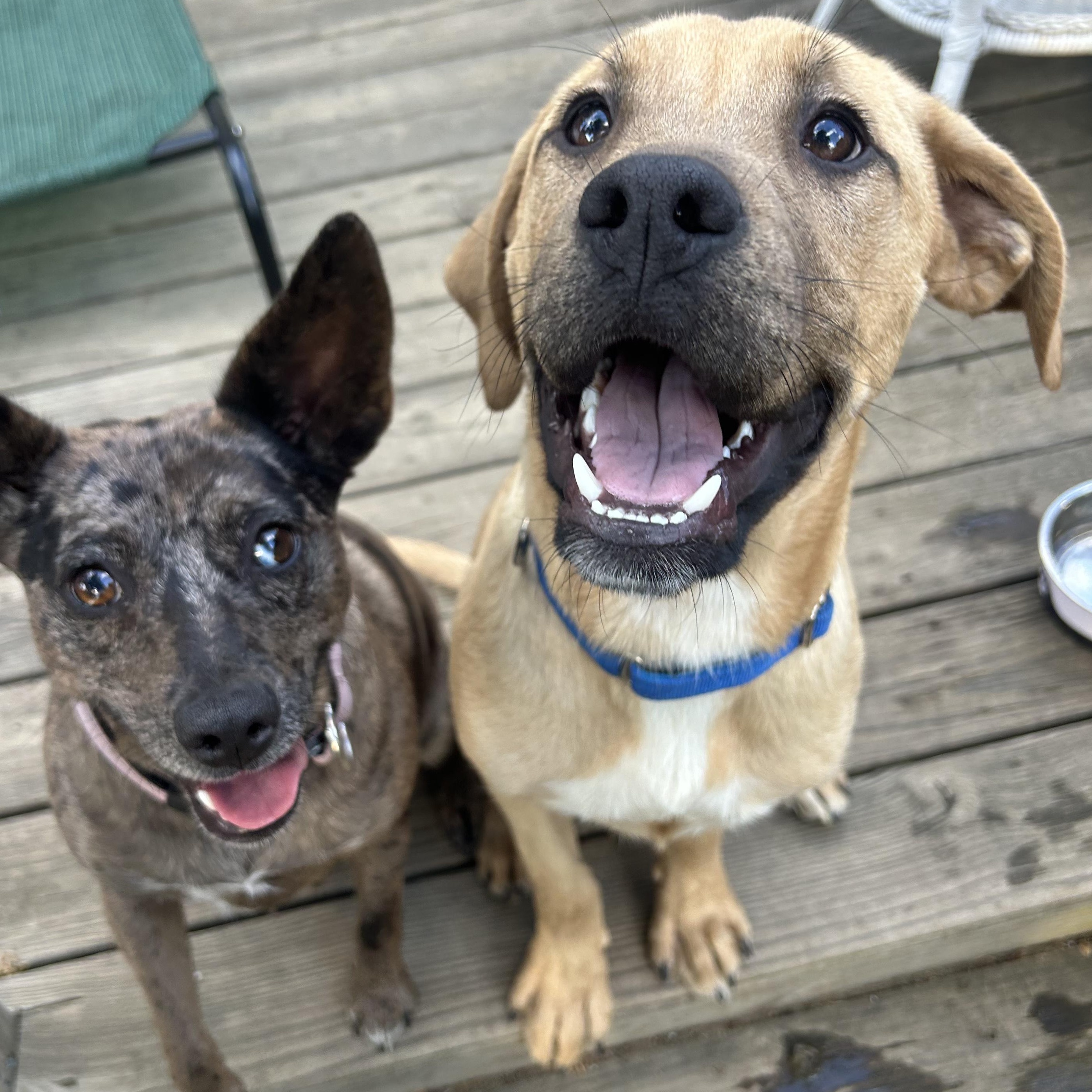 Enlarge Sergeant Pepper, an adoptable mixed breed in Richmond, VA image 2/6