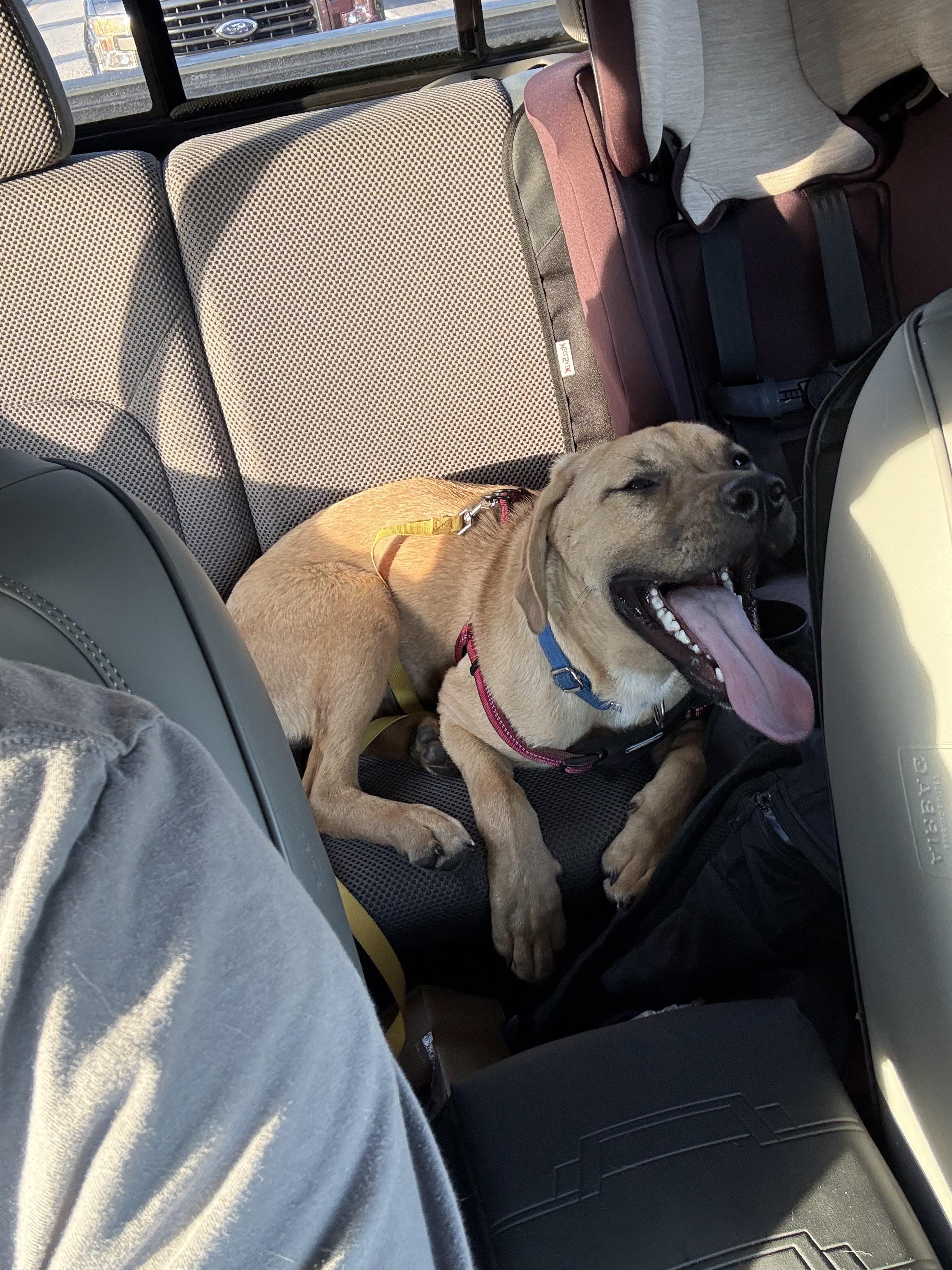 Enlarge Sergeant Pepper, an adoptable mixed breed in Richmond, VA image 6/6