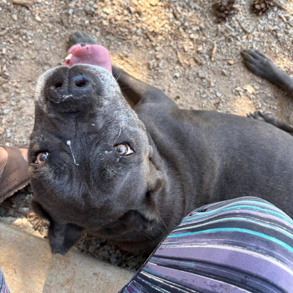 Leona, Adoptable, Adult Female Cane Corso.