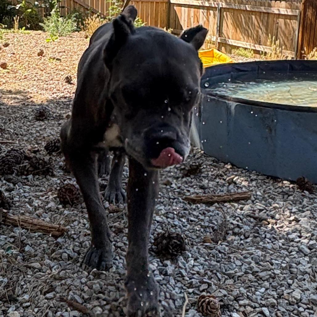 Leona, a Adoptable Cane Corso in Lakehead, CA image 2/3