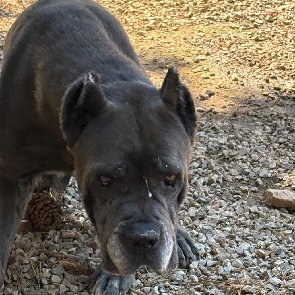 Leona, a Adoptable Cane Corso in Lakehead, CA image 3/3