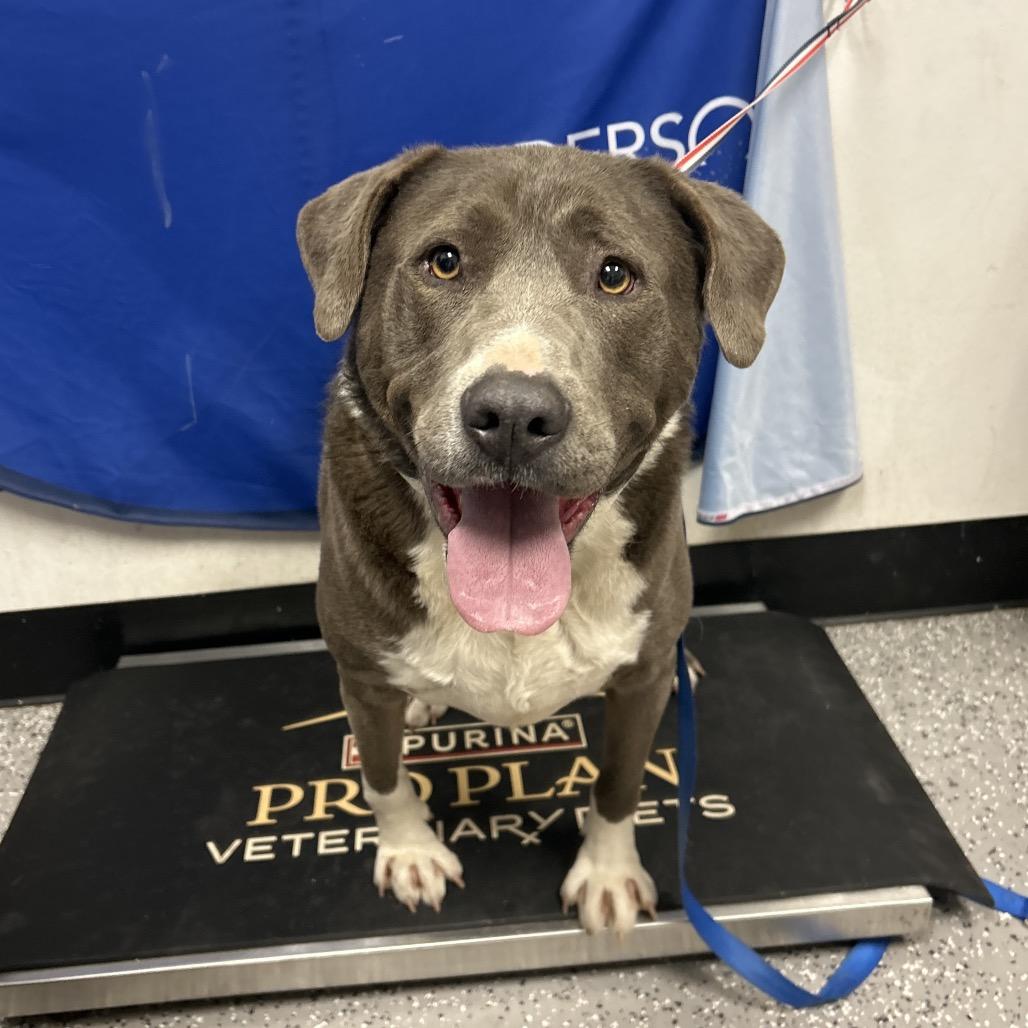 ROCKY, Adoptable, Adult Male Pit Bull Terrier & Retriever.