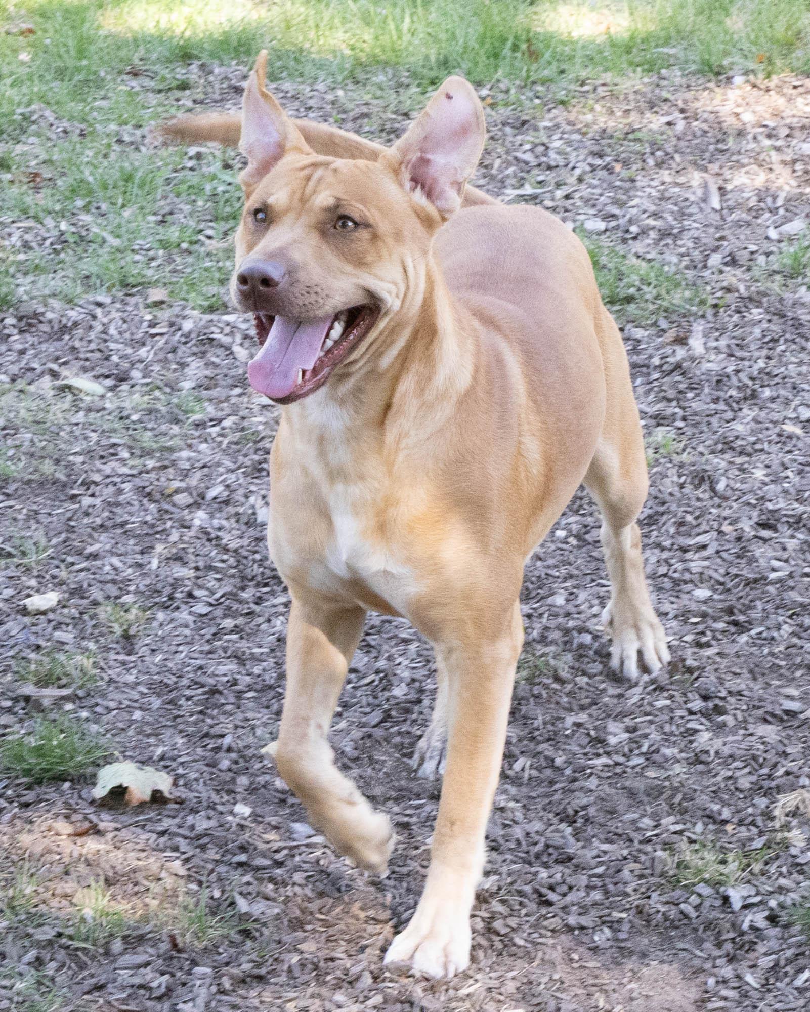 Baby Capone (Not on-Site)