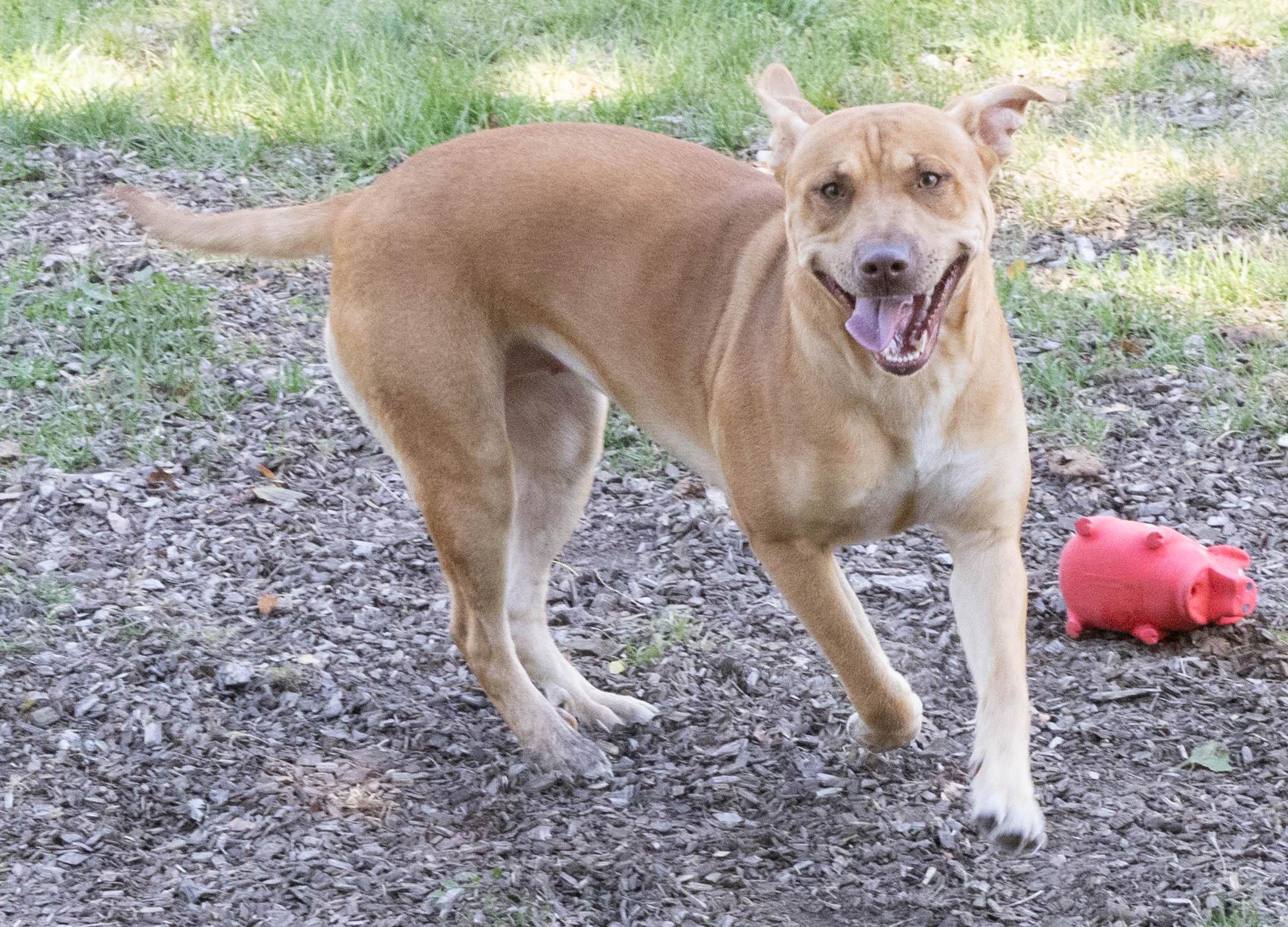 Baby Capone (Not on-Site)