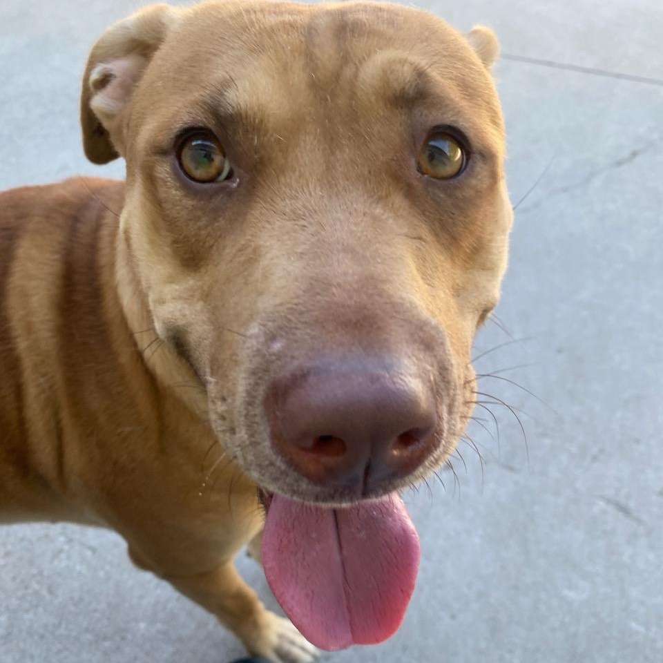 Baby Capone (Not on-Site)