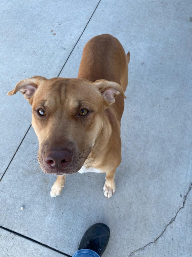 Baby Capone (Not on-Site)