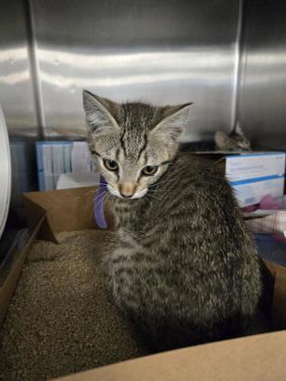 Arctic, a Adoptable Domestic Short Hair in Roseville, CA image 5/6