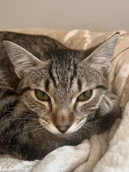 Arctic, a Adoptable Domestic Short Hair in Roseville, CA image 6/6