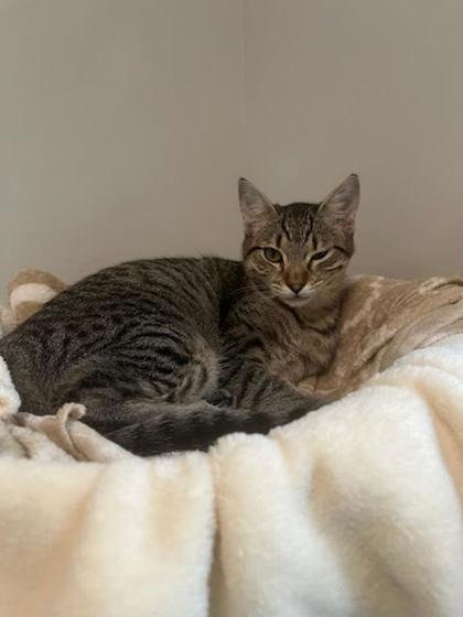 Arctic, a Adoptable Domestic Short Hair in Roseville, CA image 3/3