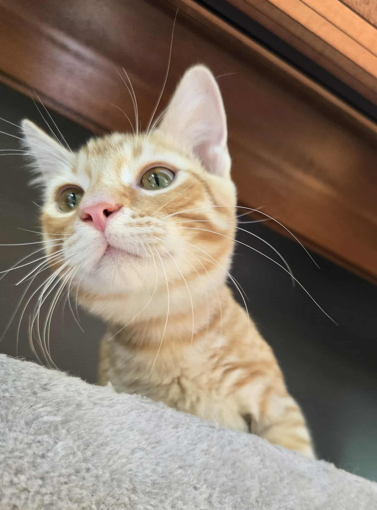 McCoy, an adoptable Domestic Short Hair in Sioux Falls, SD, 57101 | Photo Image 6