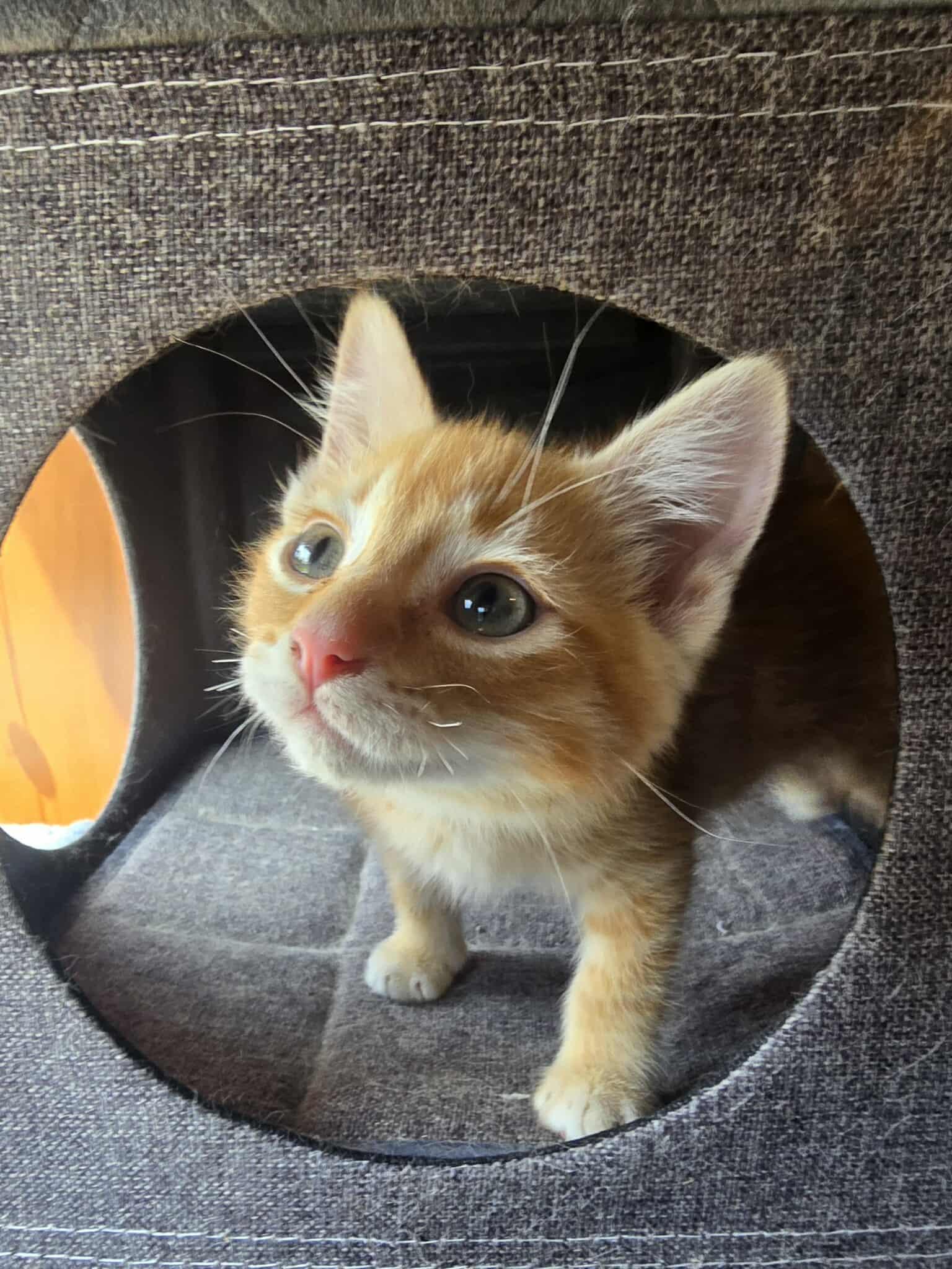 McCoy, an adoptable Domestic Short Hair in Sioux Falls, SD, 57101 | Photo Image 3
