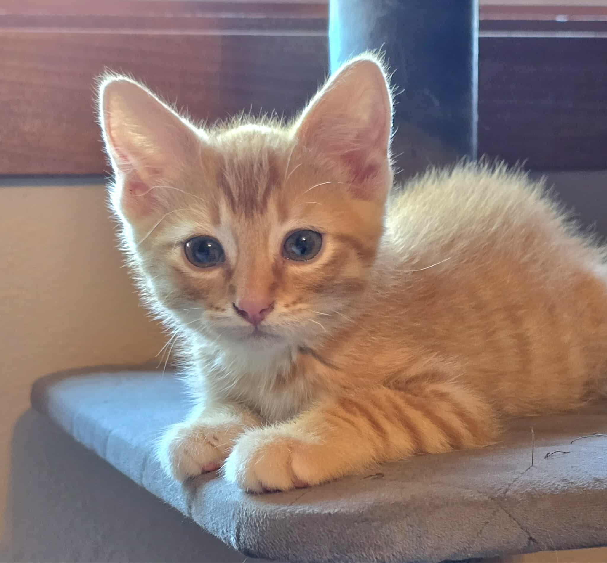 McCoy, an adoptable Domestic Short Hair in Sioux Falls, SD, 57101 | Photo Image 1