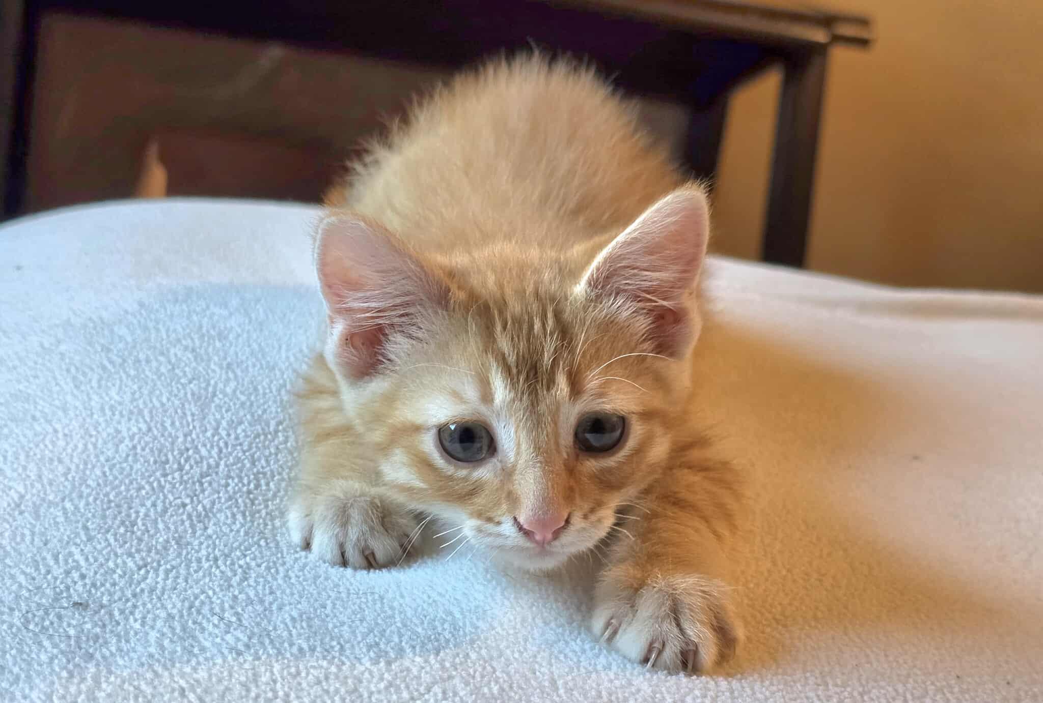 McCoy, an adoptable Domestic Short Hair in Sioux Falls, SD, 57101 | Photo Image 2