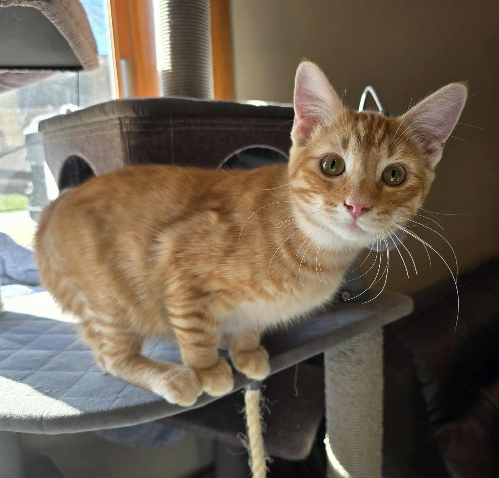 McCoy, an adoptable Domestic Short Hair in Sioux Falls, SD, 57101 | Photo Image 6