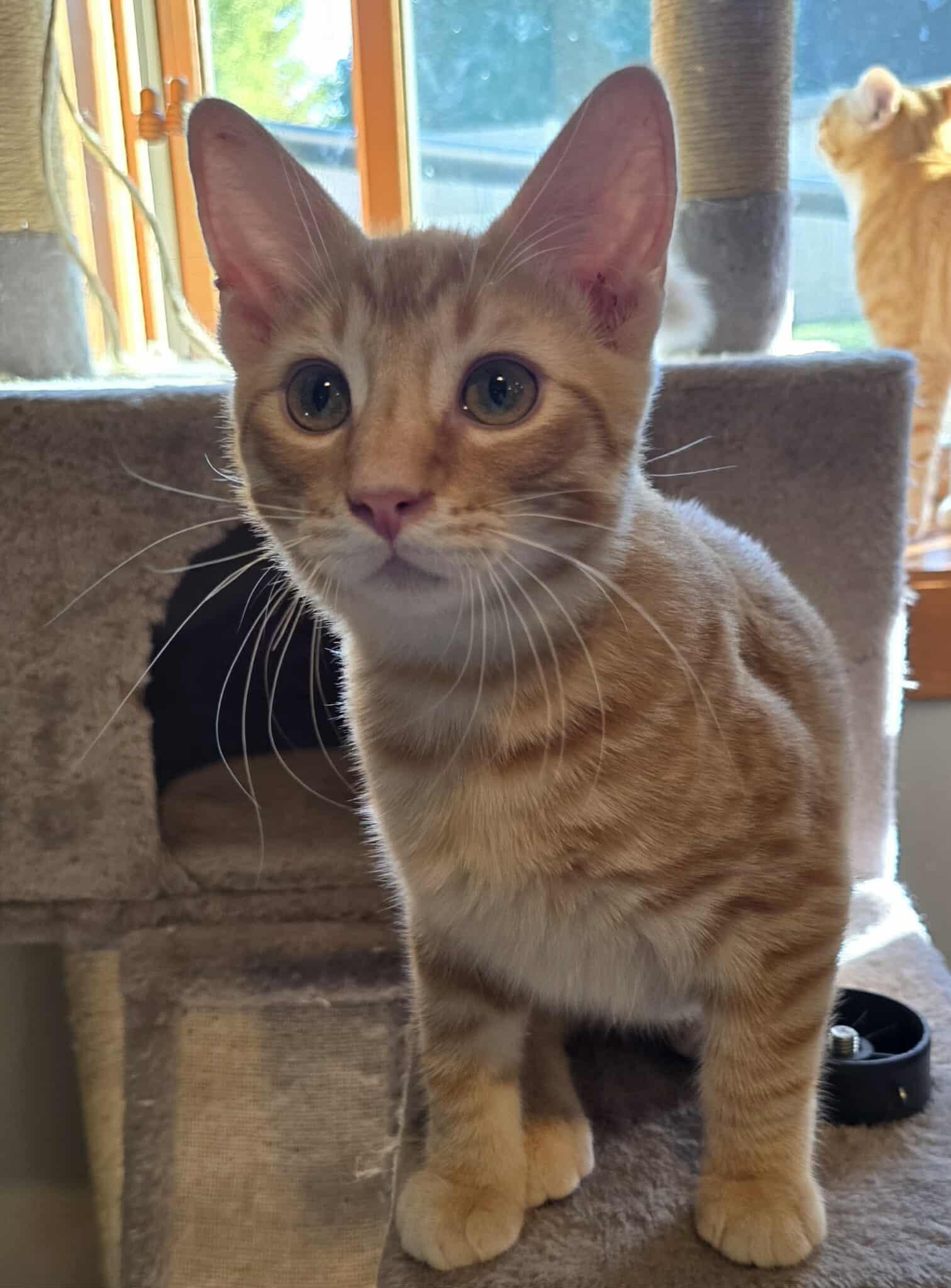 McCoy, an adoptable Domestic Short Hair in Sioux Falls, SD, 57101 | Photo Image 5