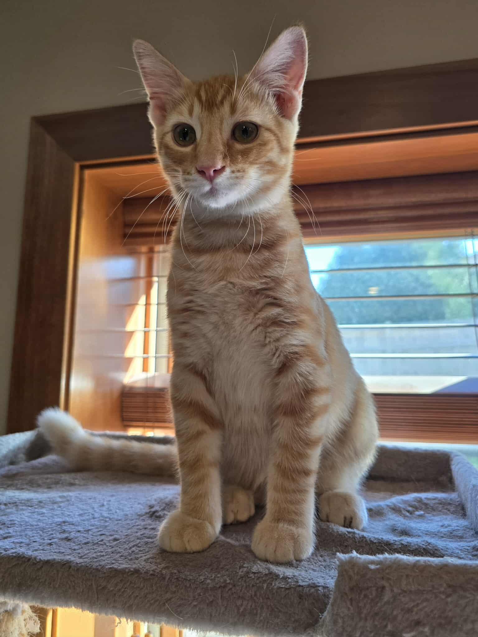 McCoy, an adoptable Domestic Short Hair in Sioux Falls, SD, 57101 | Photo Image 4