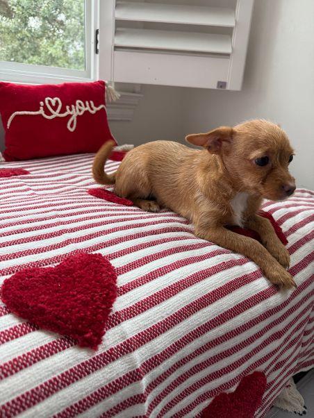 Luna, an adopted mixed breed in Charlotte, NC image 5/6