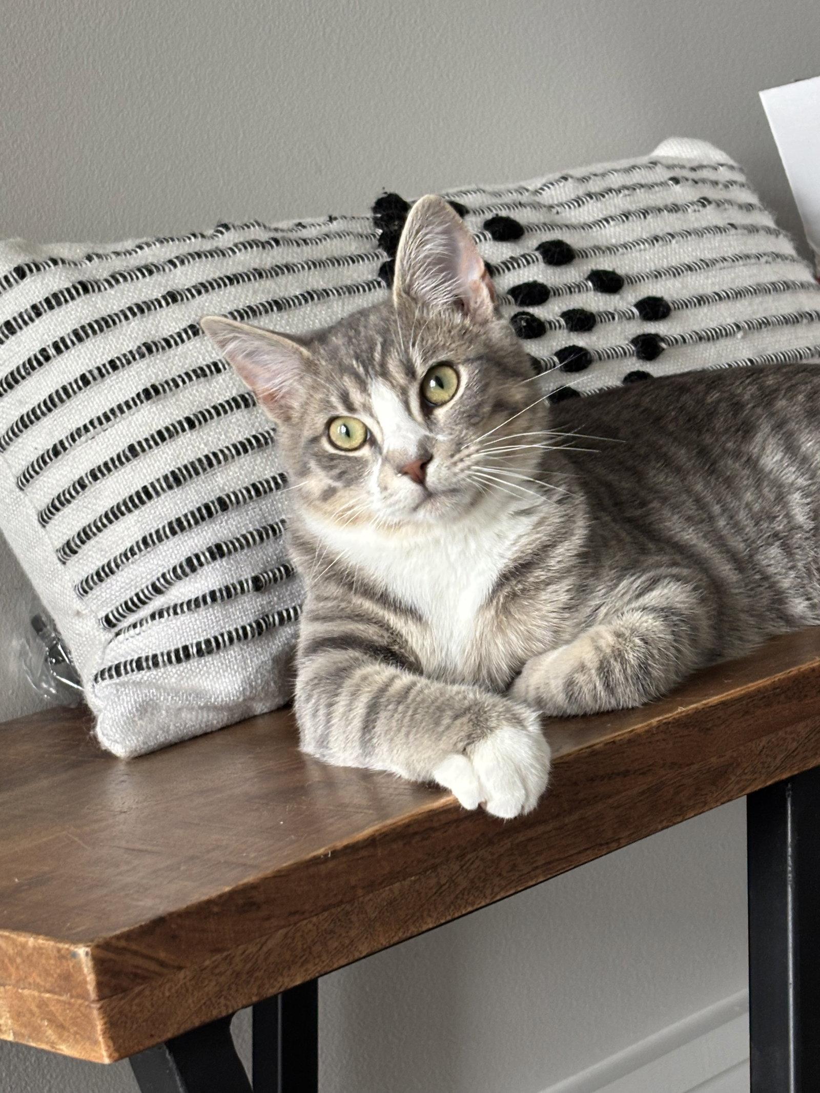 Forest, Adopted, Young Male Domestic Short Hair.