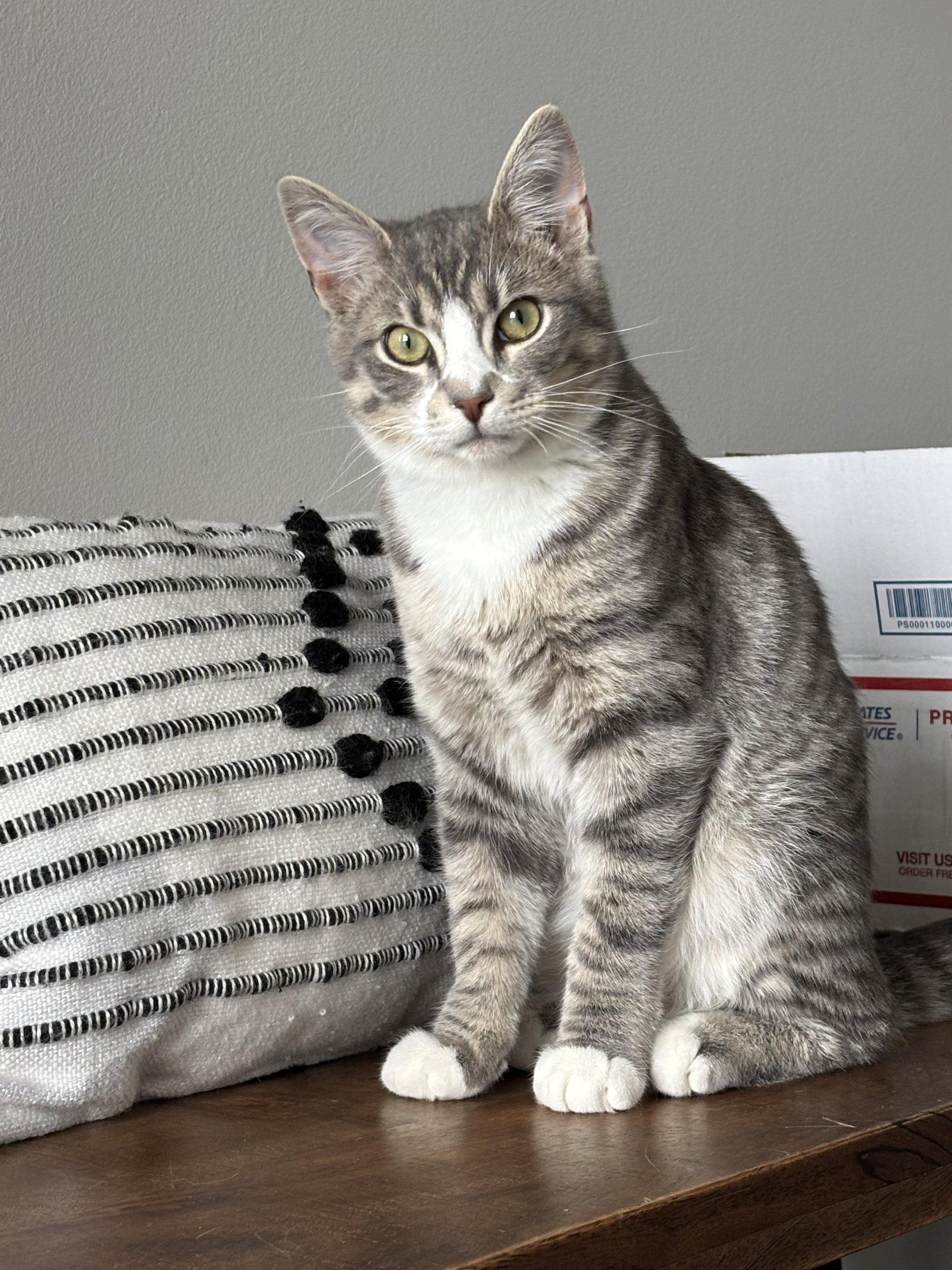 Enlarge Forest, a Adopted Domestic Short Hair in King George, VA image 2/2