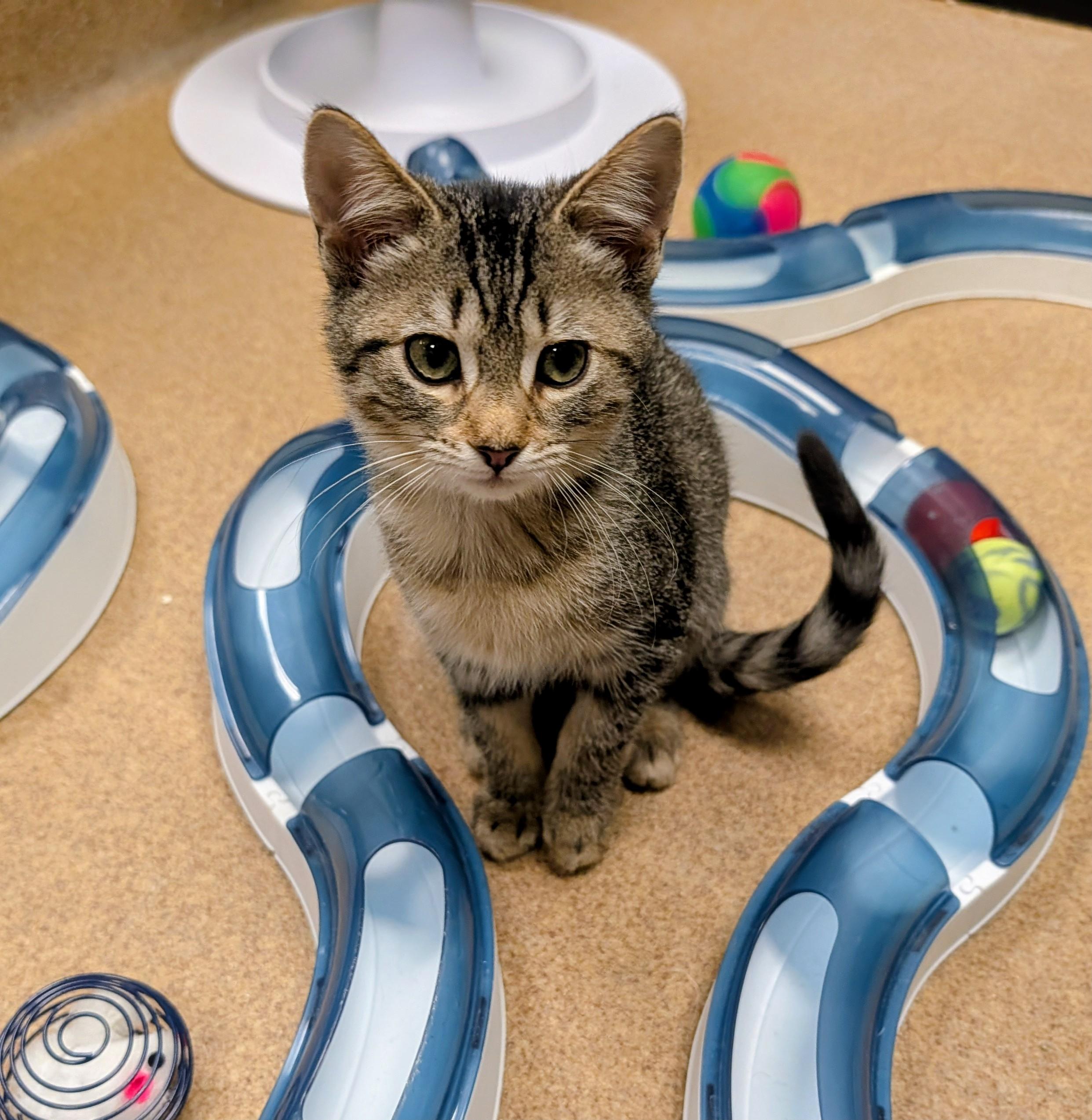 Persian, Adopted, Young Female Domestic Short Hair.