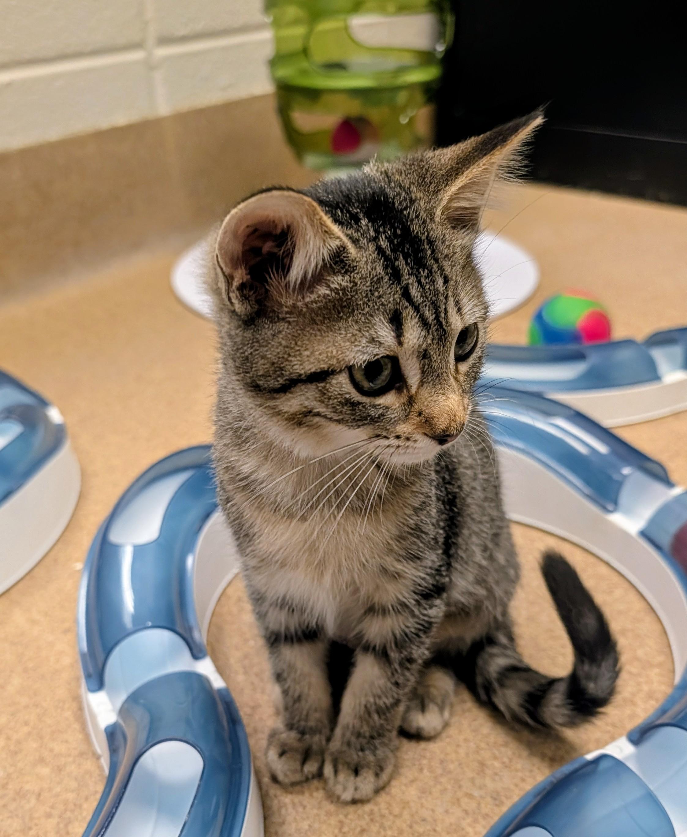 Enlarge Persian, a Adopted mixed breed in Mount Juliet, TN image 2/2