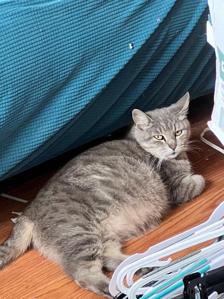 Princess Possum, Adoptable, Adult Female Domestic Short Hair.