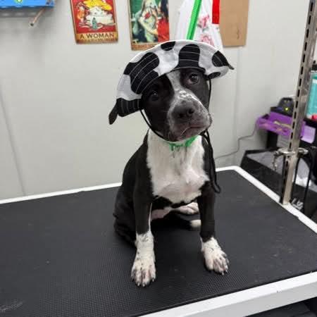 Henna, ADOPTABLE, Puppy Female Mixed Breed.