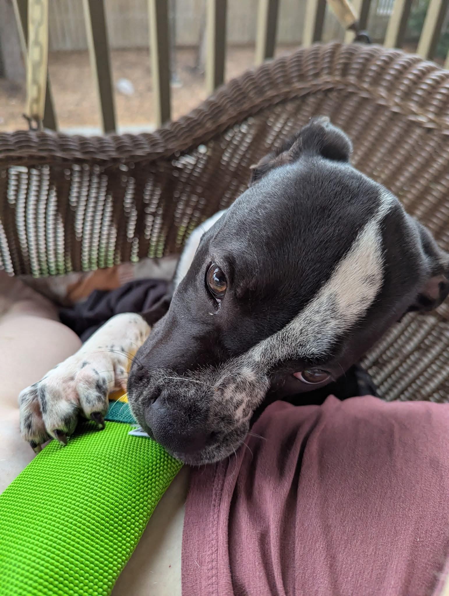 Enlarge Henna, a ADOPTABLE Mixed Breed in De Pere, WI image 3/3
