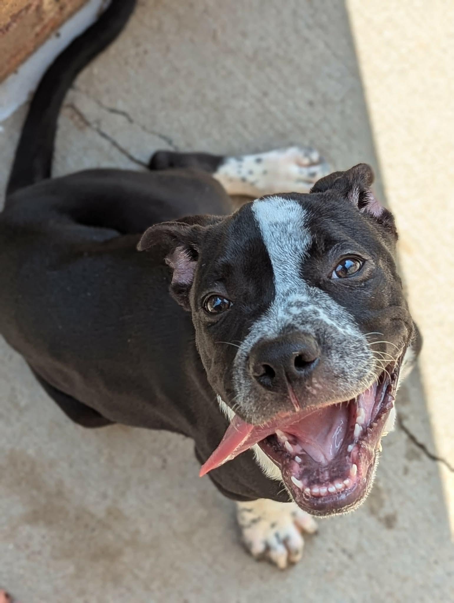 Enlarge Henna, a ADOPTABLE Mixed Breed in De Pere, WI image 2/3
