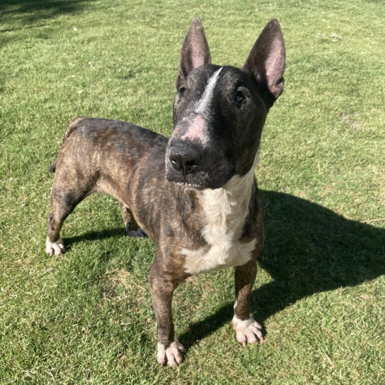 Calvin, Adoptable, Adult Male Bull Terrier.