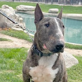 Calvin, Adoptable, Adult Male Bull Terrier.