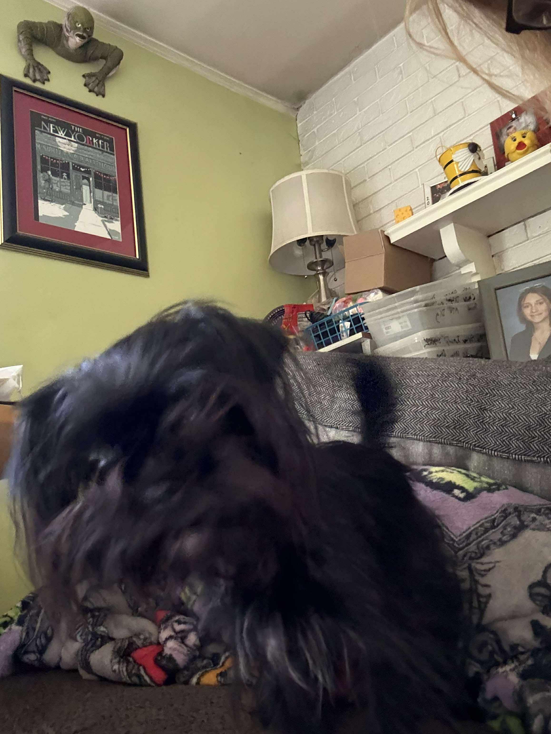 Tiny Medusa, an adoptable Affenpinscher in Rochester, NY, 14609 | Photo Image 5