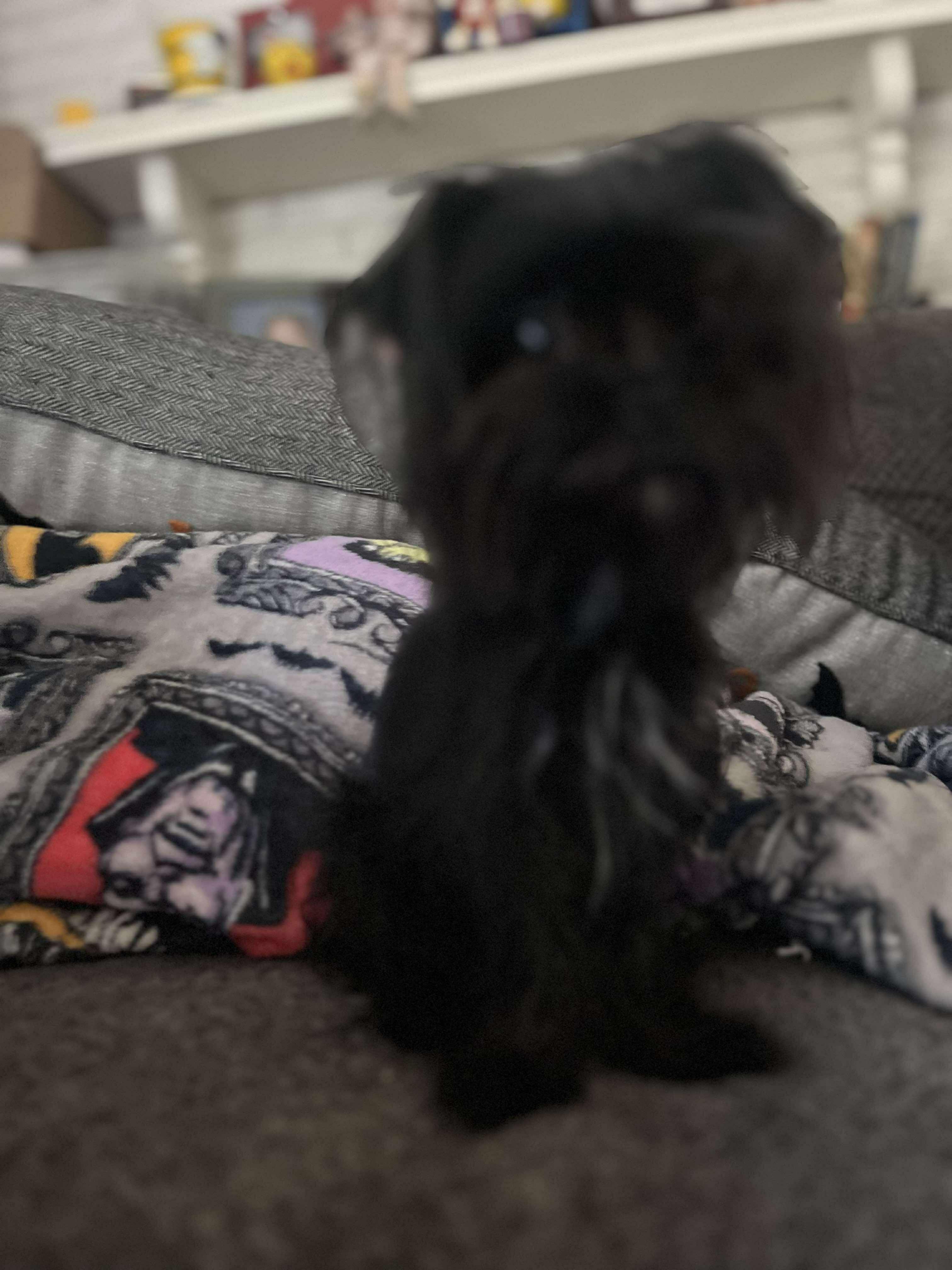 Tiny Medusa, an adoptable Affenpinscher in Rochester, NY, 14609 | Photo Image 3