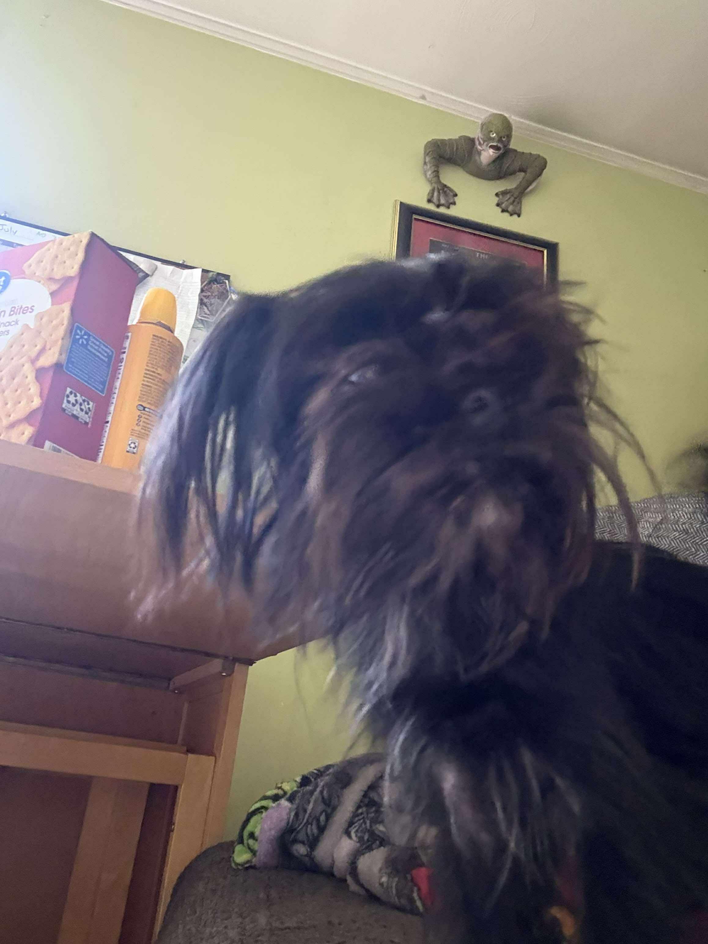 Tiny Medusa, an adoptable Affenpinscher in Rochester, NY, 14609 | Photo Image 2