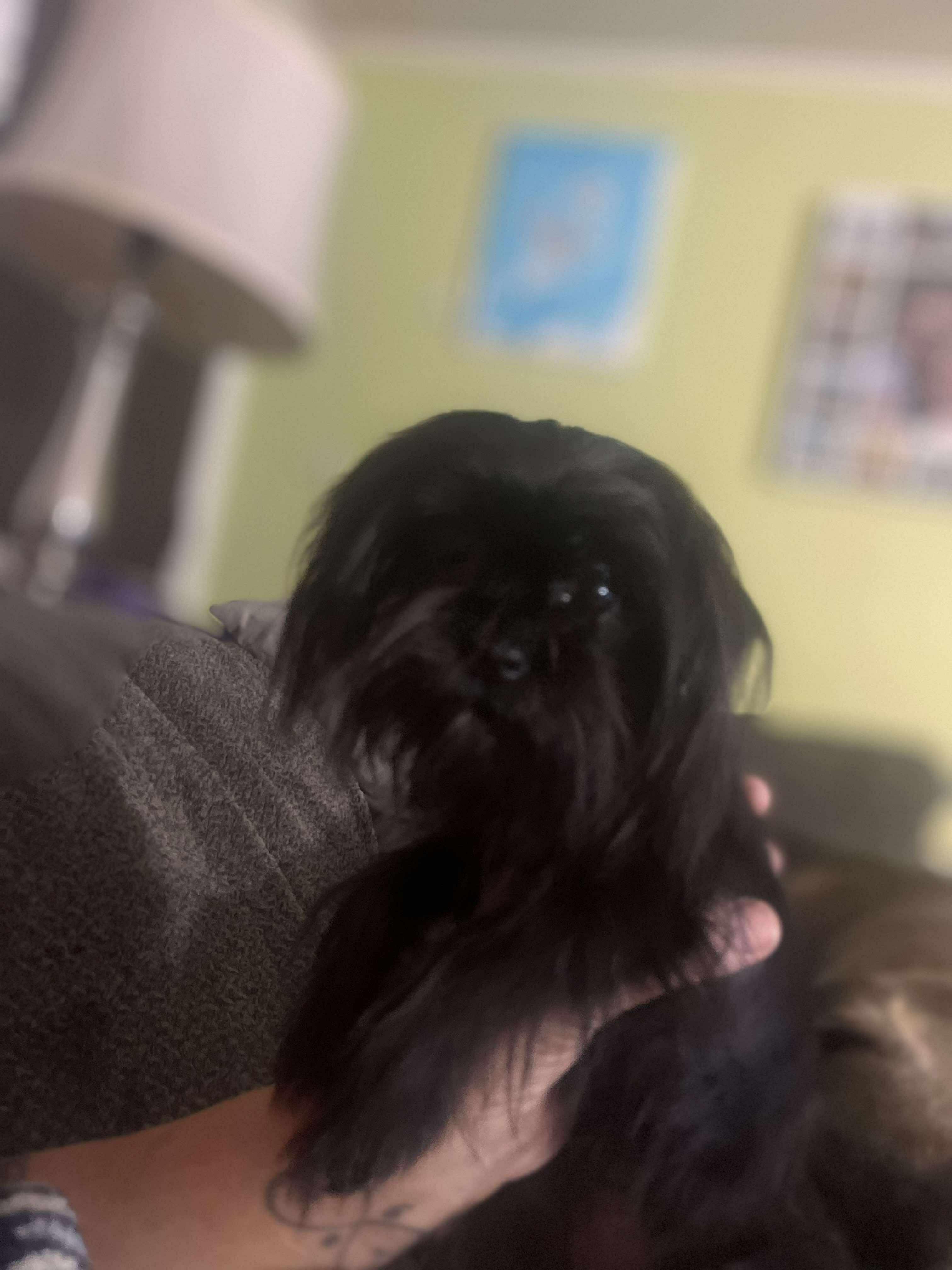 Tiny Medusa, an adoptable Affenpinscher in Rochester, NY, 14609 | Photo Image 1