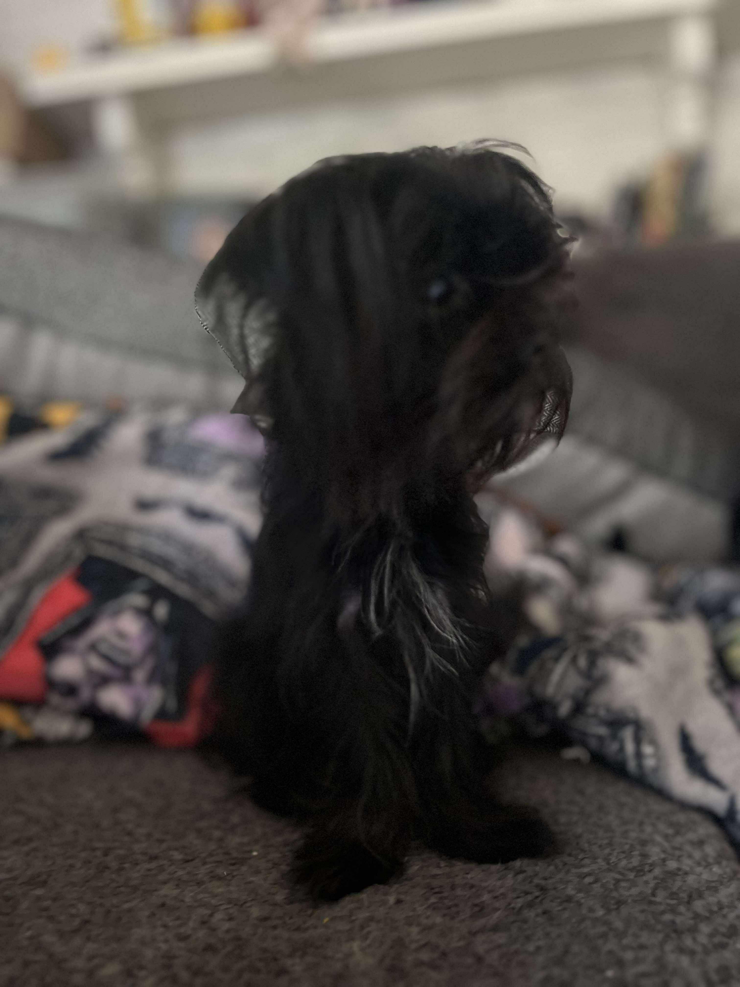 Tiny Medusa, an adoptable Affenpinscher in Rochester, NY, 14609 | Photo Image 4