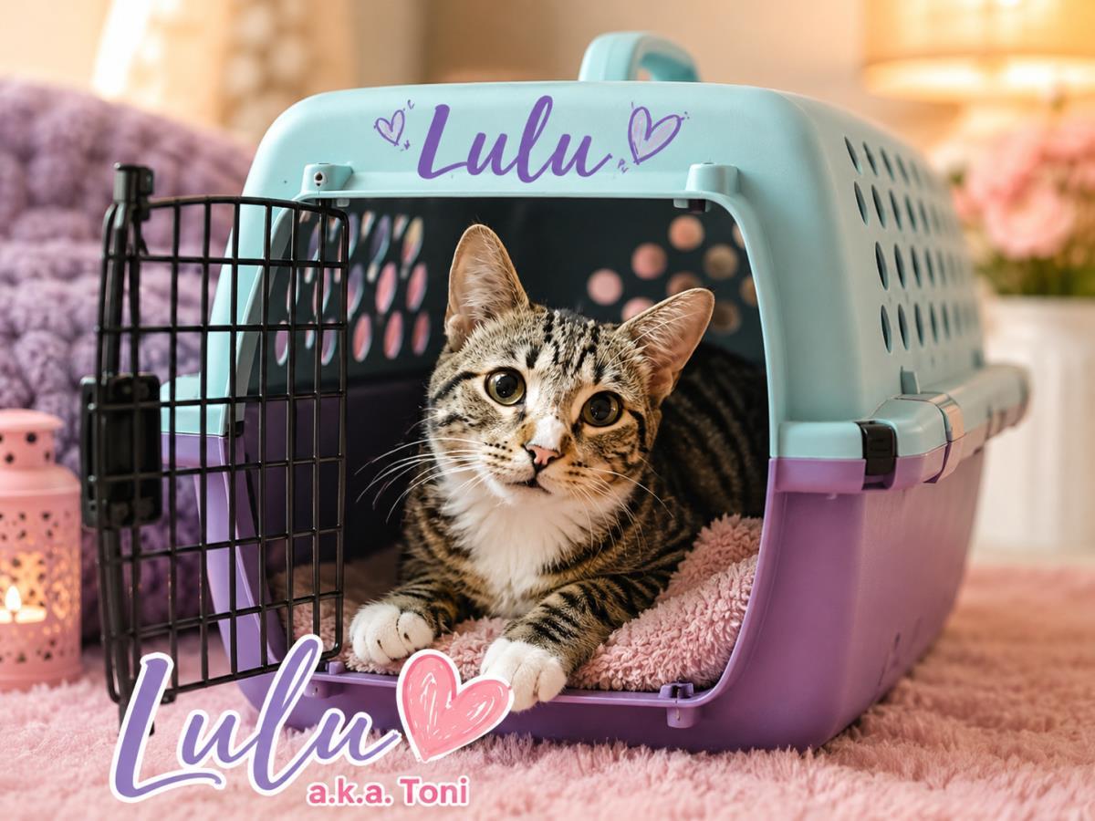 Lulu, Adoptable, Young Female Domestic Short Hair & Tabby.