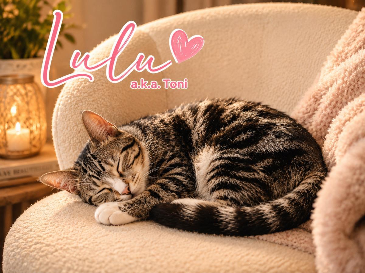 Lulu, a Adoptable mixed breed in St. Augustine, FL image 2/3
