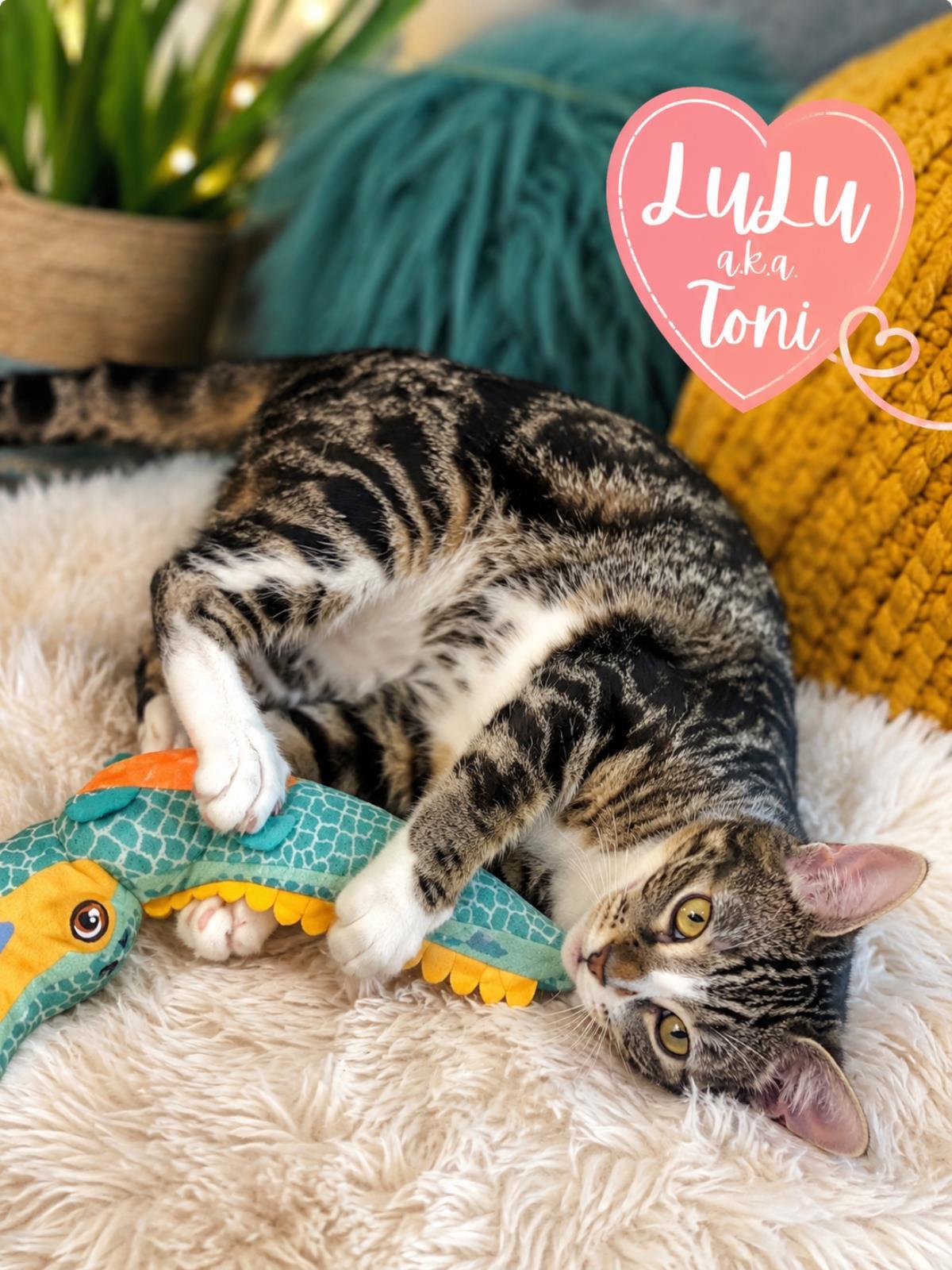 Lulu, a Adoptable mixed breed in St. Augustine, FL image 3/3