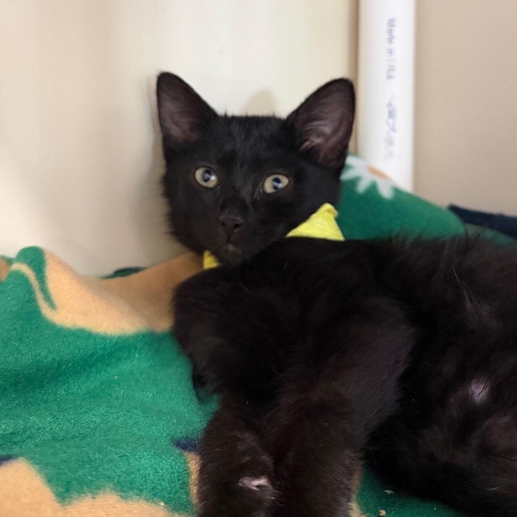 Enlarge Scarlett, a Adoptable Domestic Short Hair in Spanish Fork, UT image 1/1