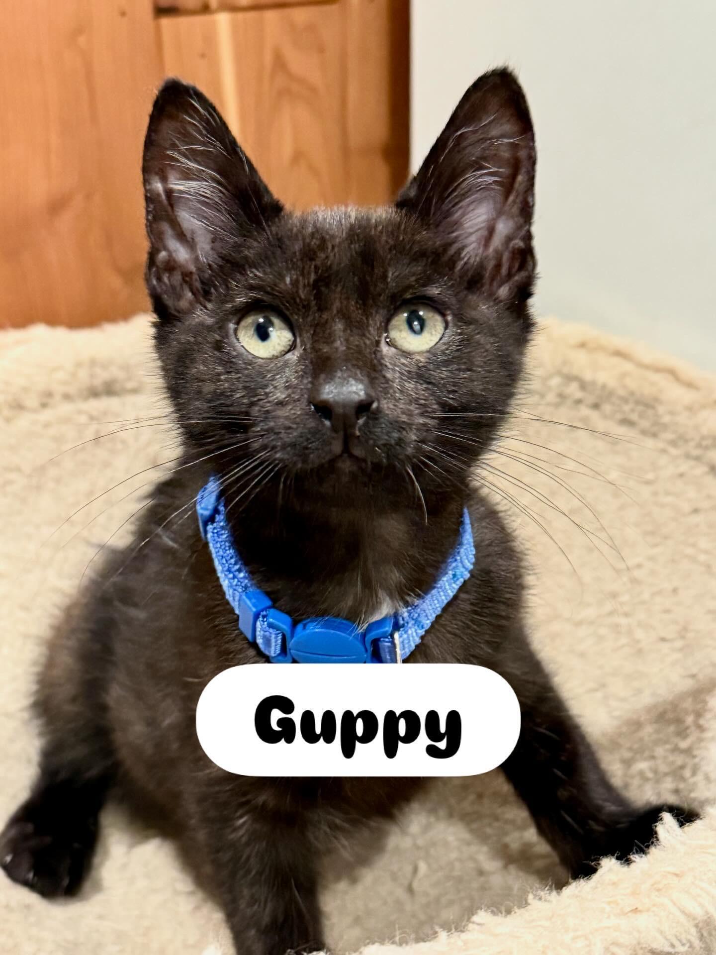 Guppy “flops on you” 3.5mo, adopted, Kitten Male Domestic Short Hair.