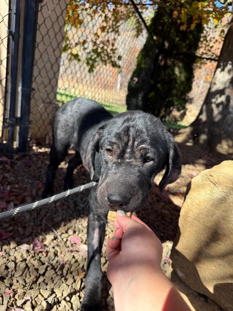 Enlarge Bebe, a Adoptable mixed breed in Burnsville, NC image 1/6