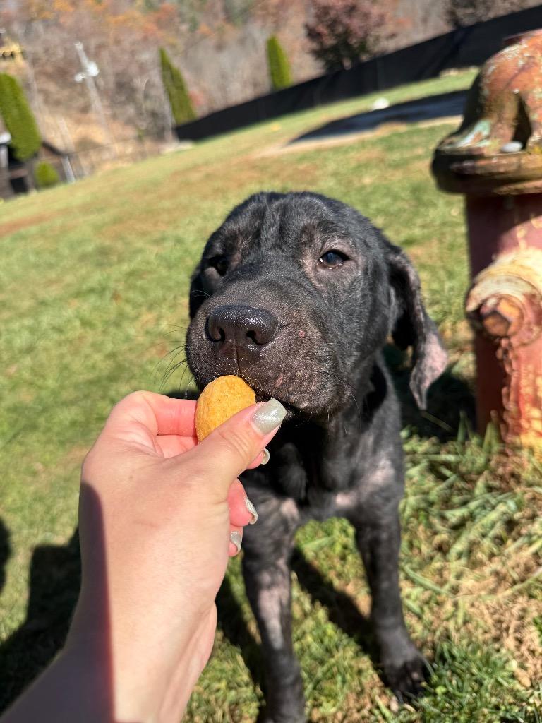 Enlarge Bebe, a Adoptable mixed breed in Burnsville, NC image 3/6