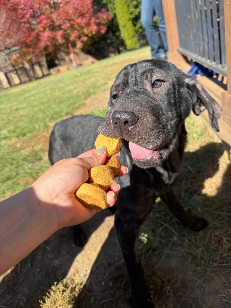 Enlarge Bebe, a Adoptable mixed breed in Burnsville, NC image 4/6